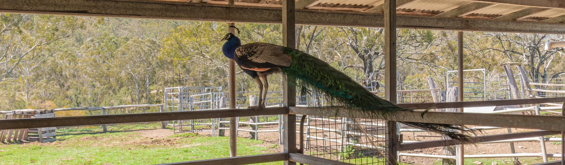 Additional image 21 of 9790 Cunningham Highway, Tregony QLD 4370