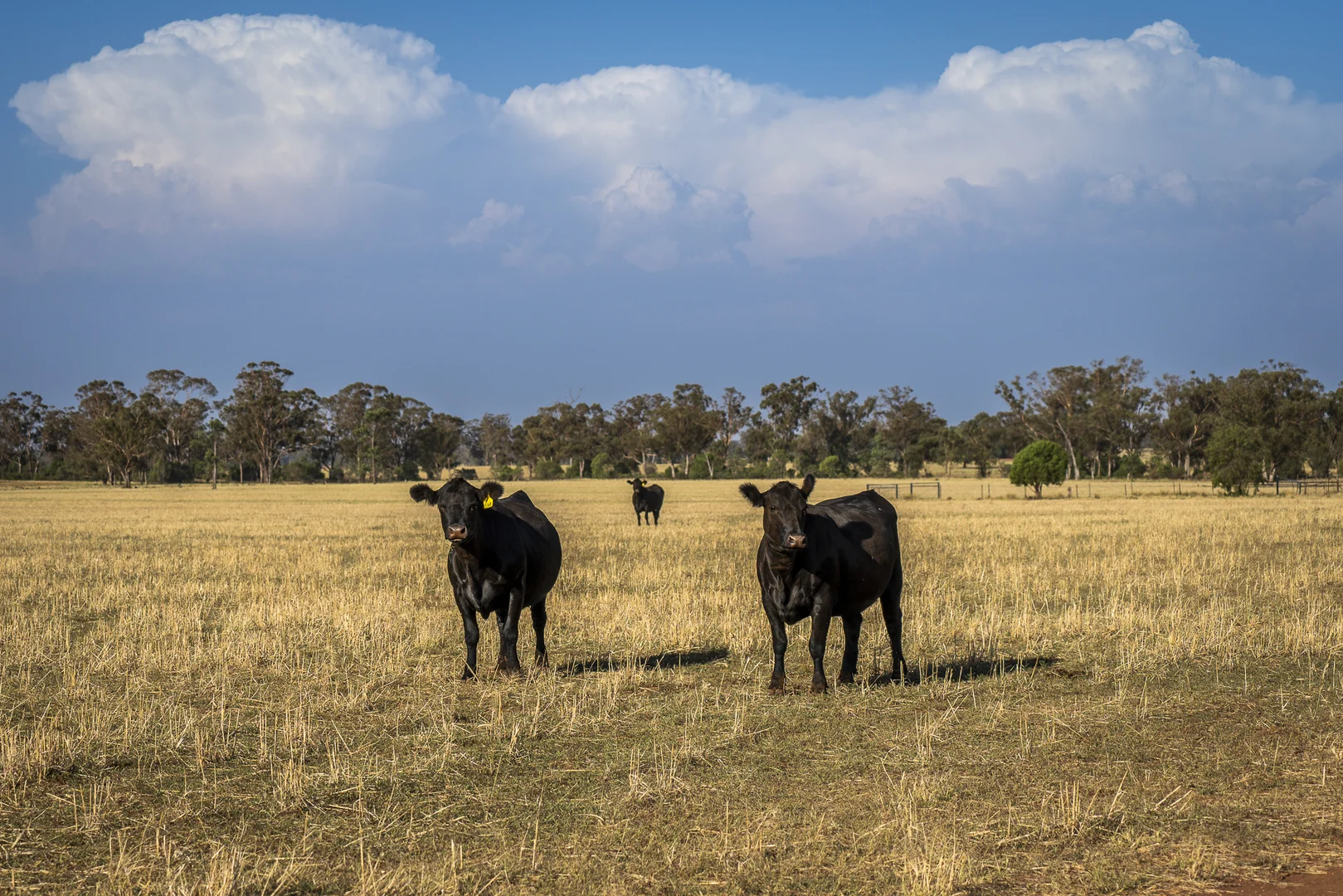 Additional image 5 of Mentone 1521 Bruie Plains Road, Trundle NSW 2875