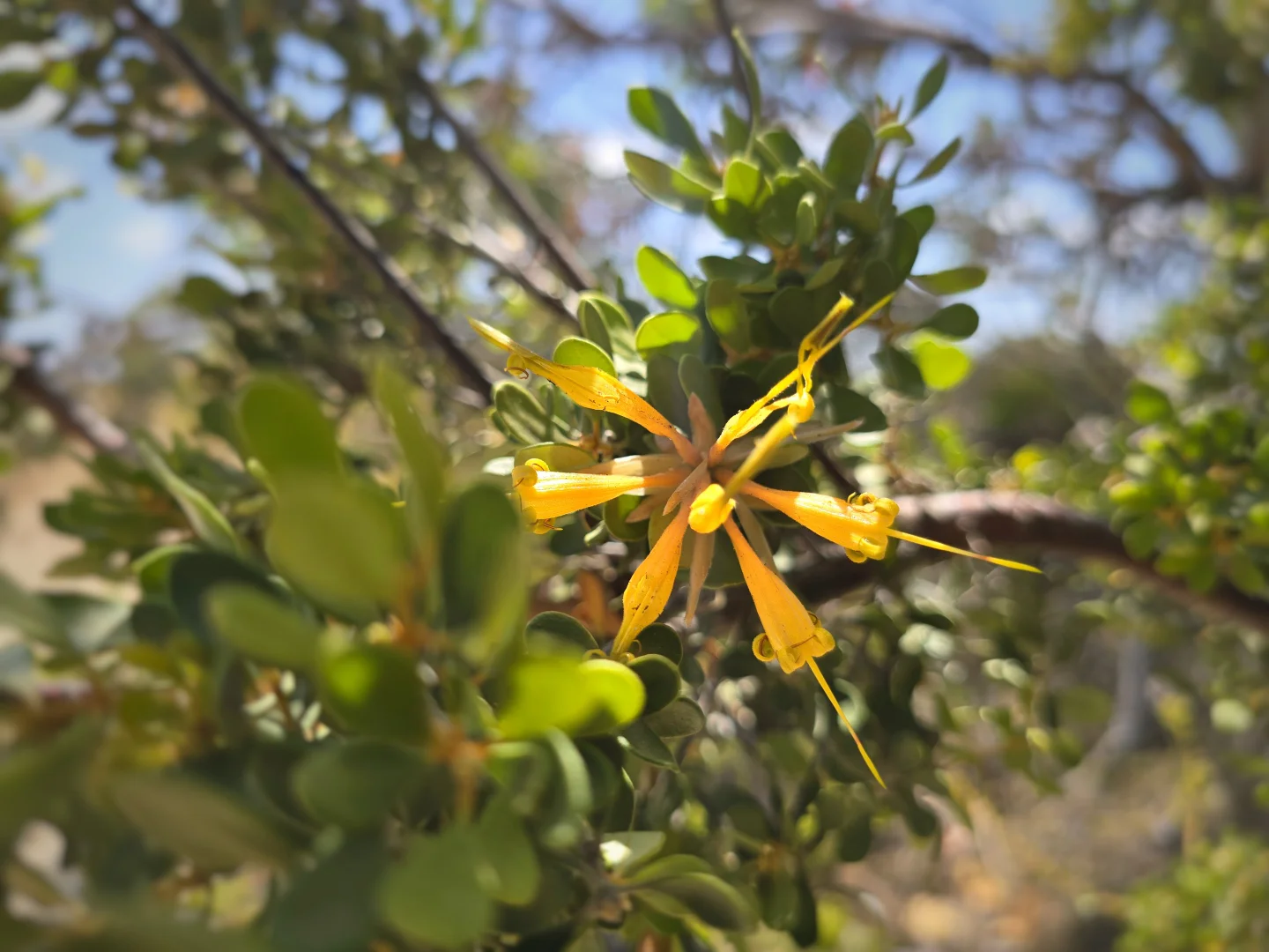 Additional image 15 of 74 Long Pool Road, Hopetoun WA 6348