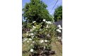 Additional image 24 of 11623 Brimley St, Norwalk, CA, 90650