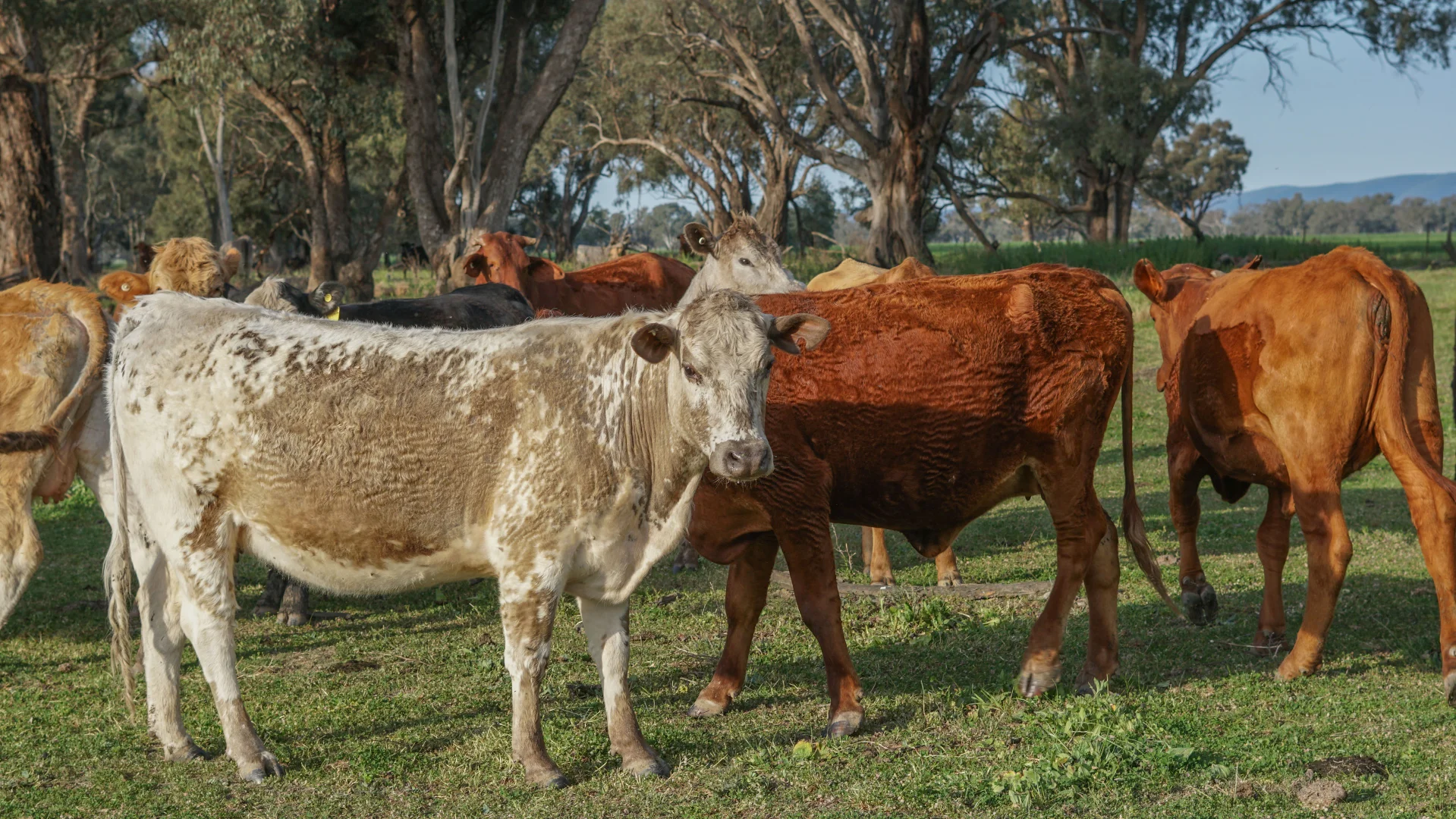 Additional image 4 of 11025 "Lima" The Escort Way, Forbes NSW 2871