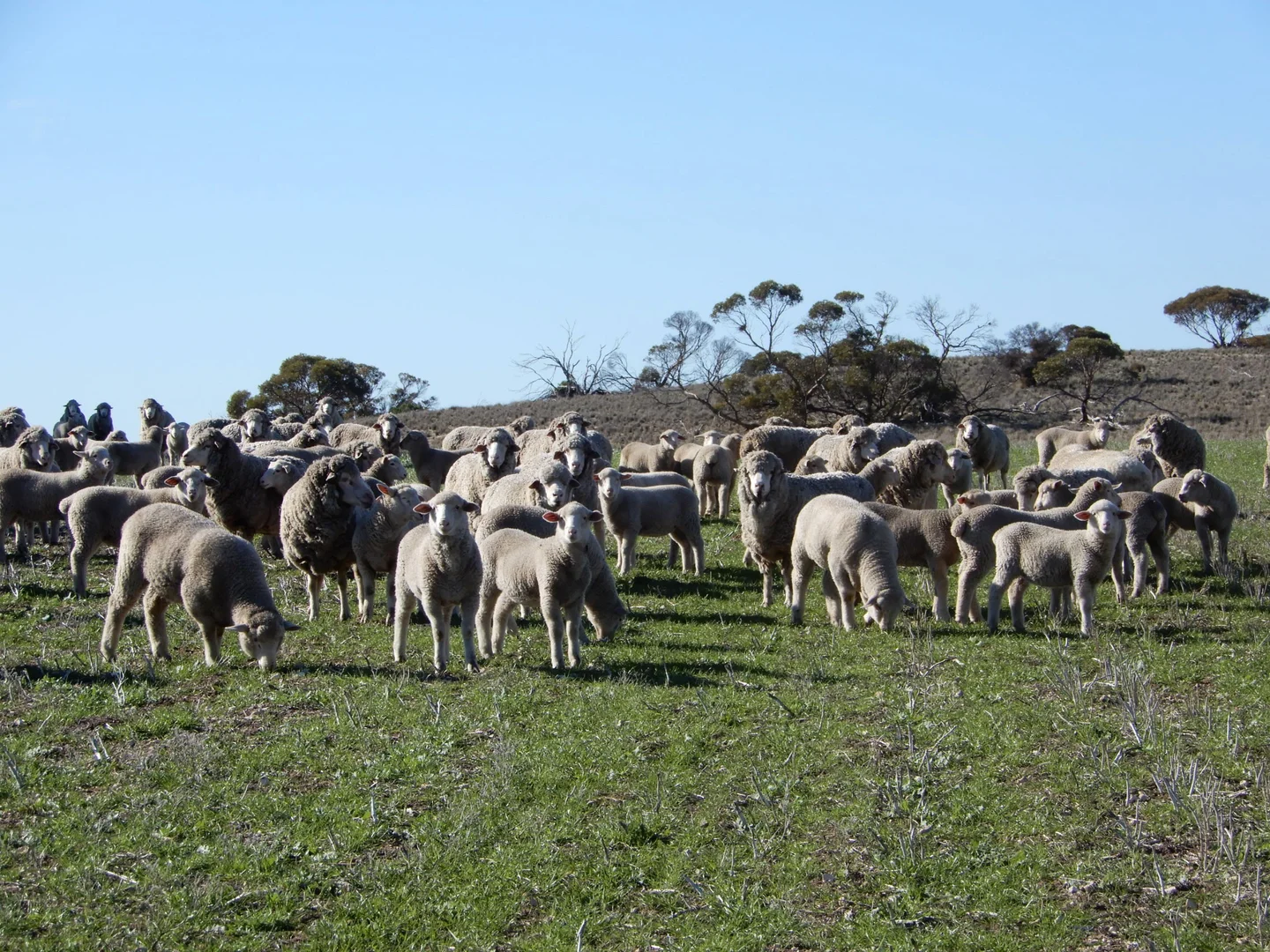 Additional image 12 of 281 Kielow Road, Peake SA 5301