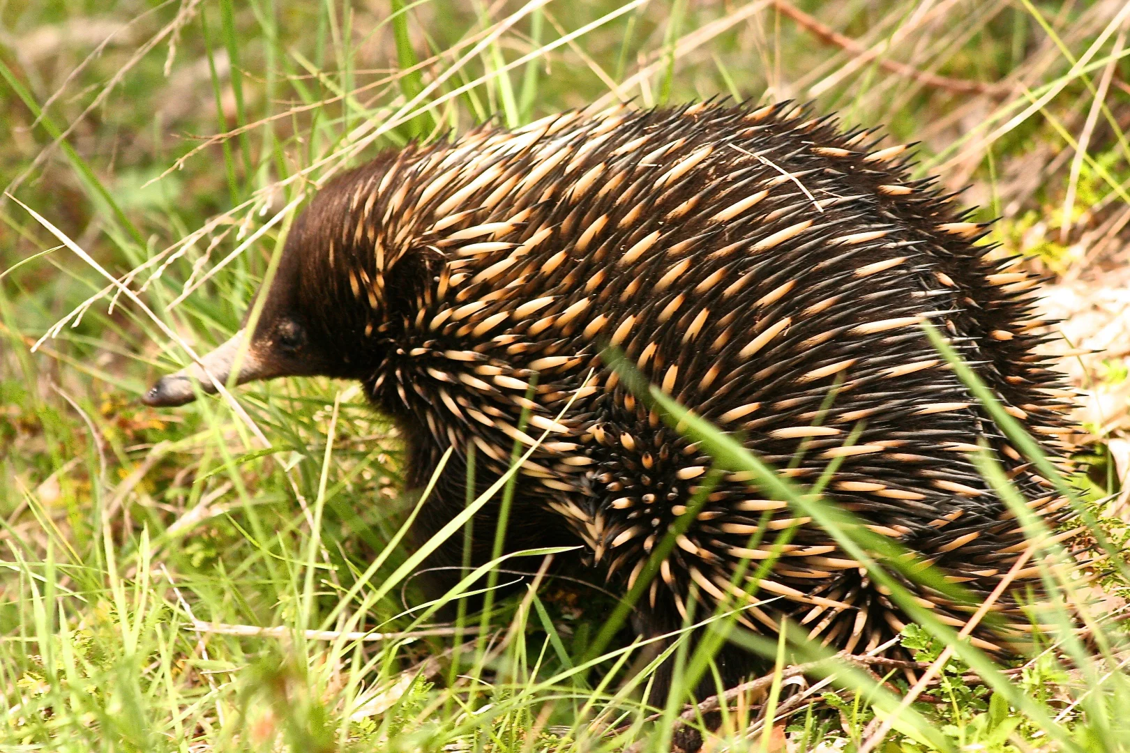 Additional image 19 of 363 Sheepstation Forest Road, Gingkin NSW 2787