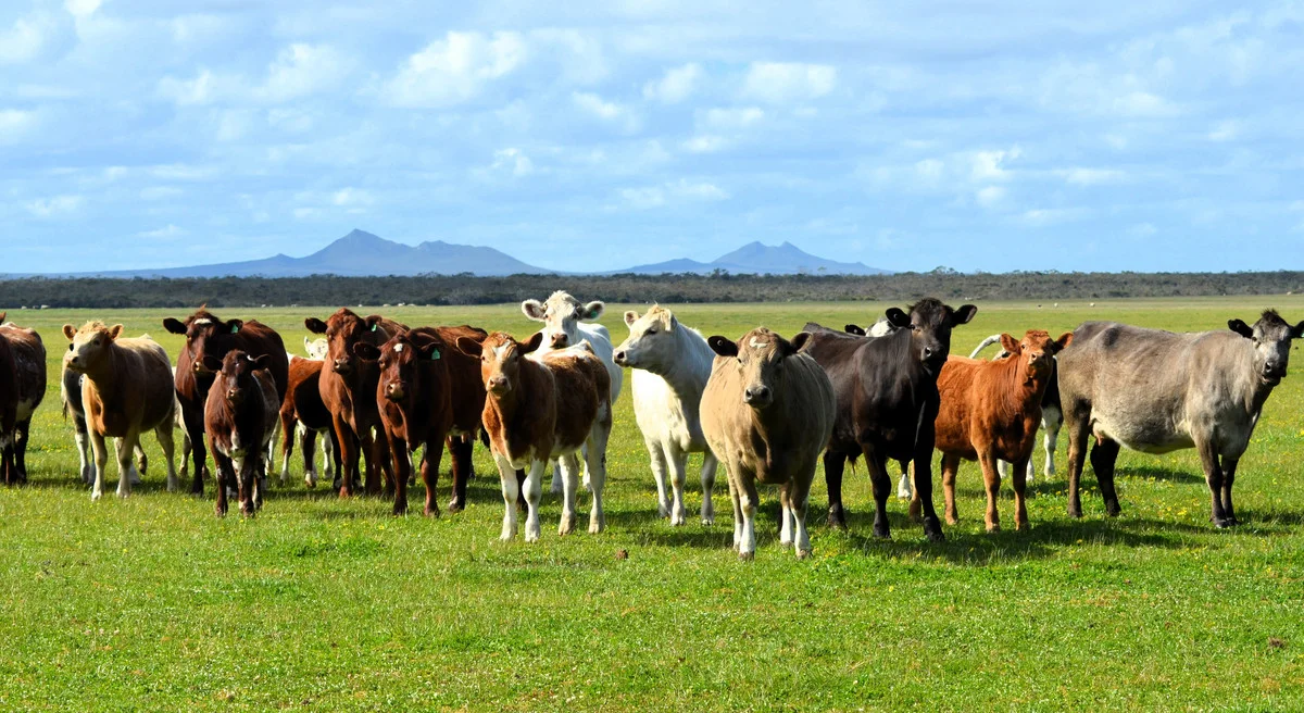 Additional image 7 of Lot 1208 Borden-Bremer Bay Road, Bremer Bay WA 6338