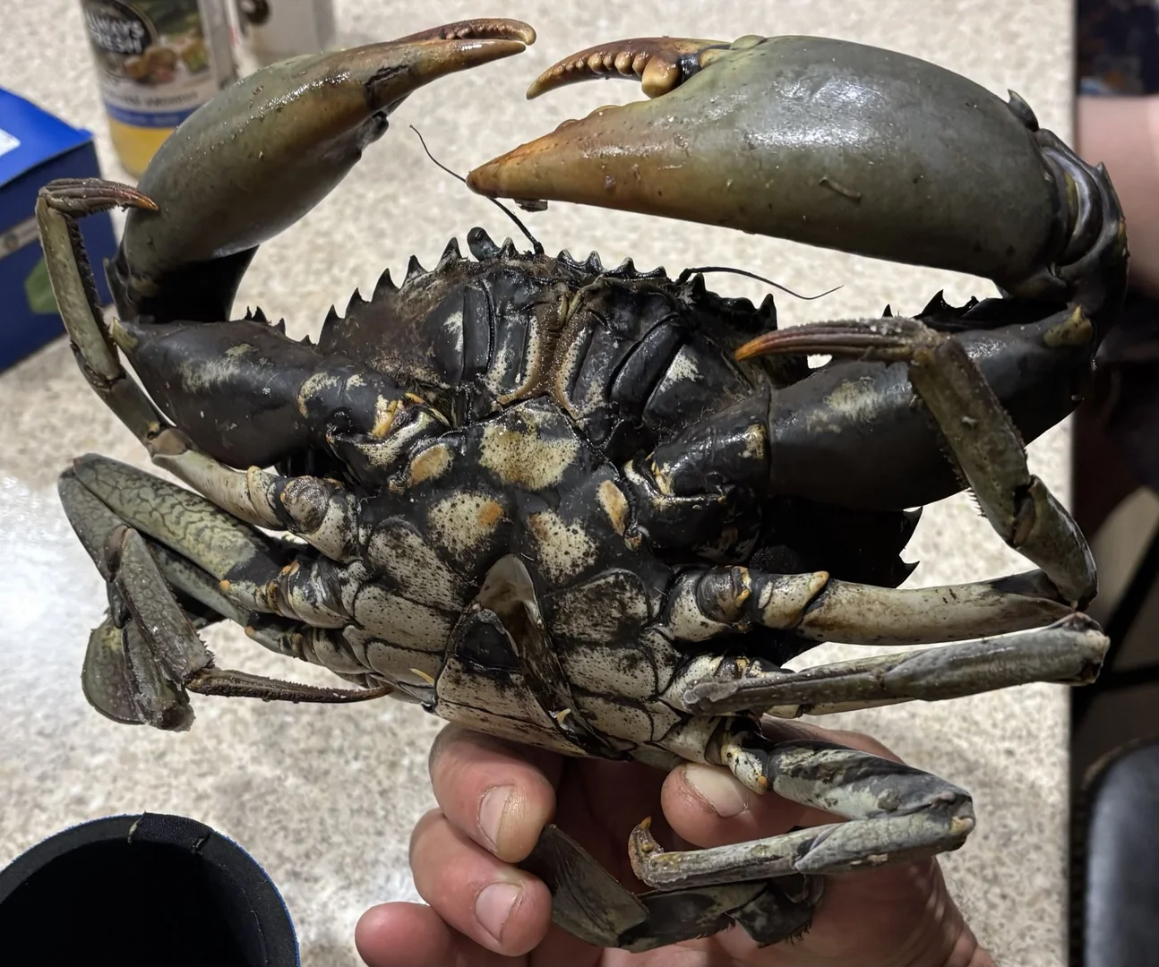 Additional image 22 of 104 Mount Ossa Seaforth Road, Mount Ossa QLD 4741