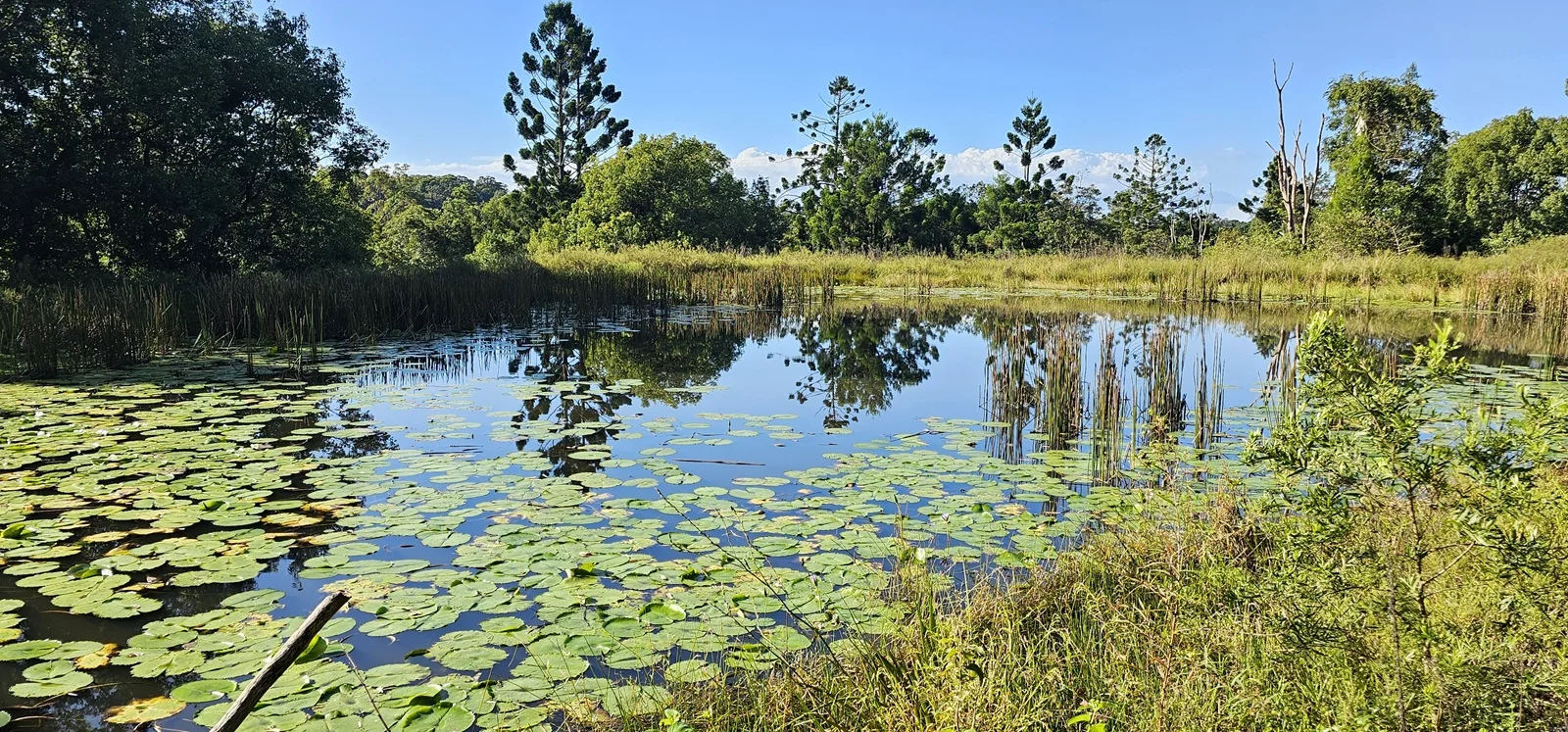 Additional image 8 of Dalwood NSW 2477