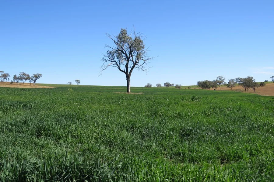 329 Pickfords Road, Yetman NSW 2410