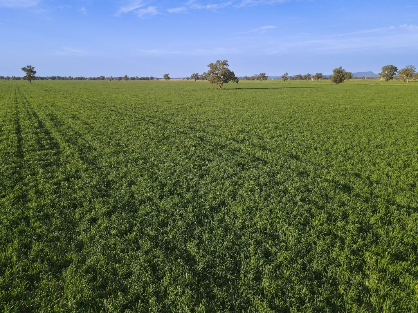 Additional image 8 of 11025 "Lima" The Escort Way, Forbes NSW 2871