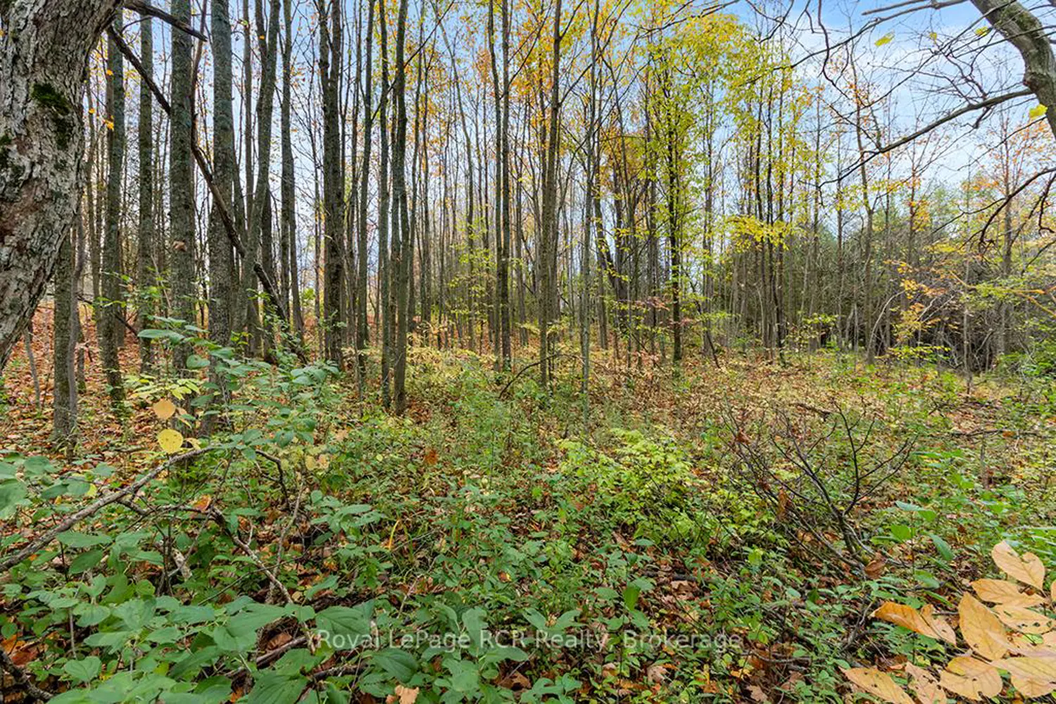 Additional image 13 of 447233 10Th Concession