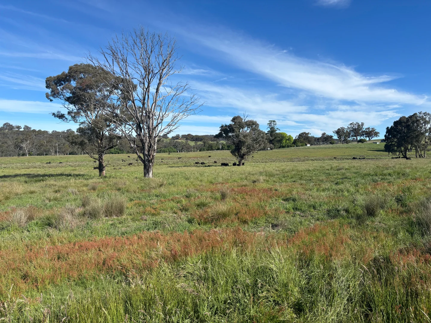 Additional image 24 of 1050 Garland Road, Garland NSW 2797