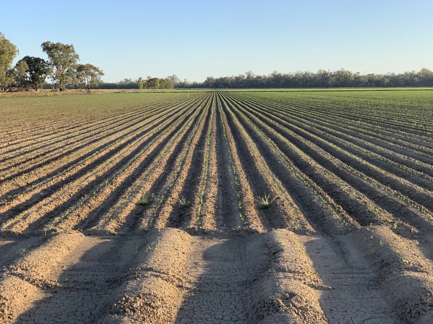 Additional image 6 of 4005 Lachlan Valley Way, Forbes NSW 2871