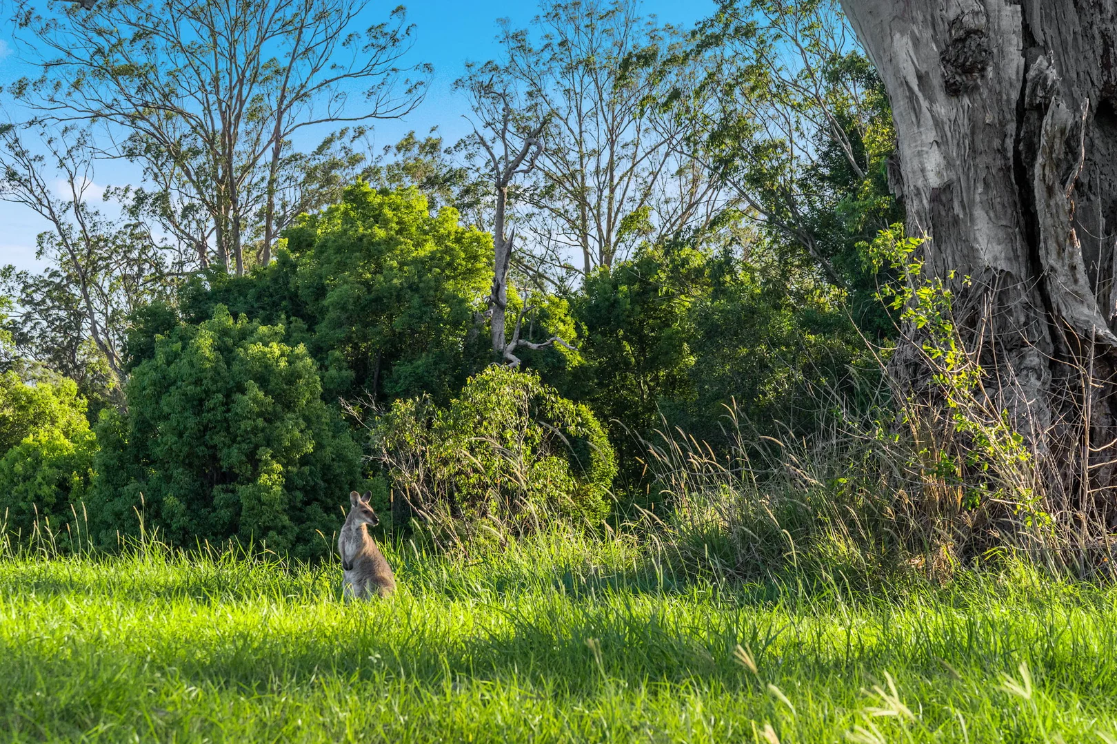Additional image 23 of 160 Busbys Flat Road, Leeville NSW 2470