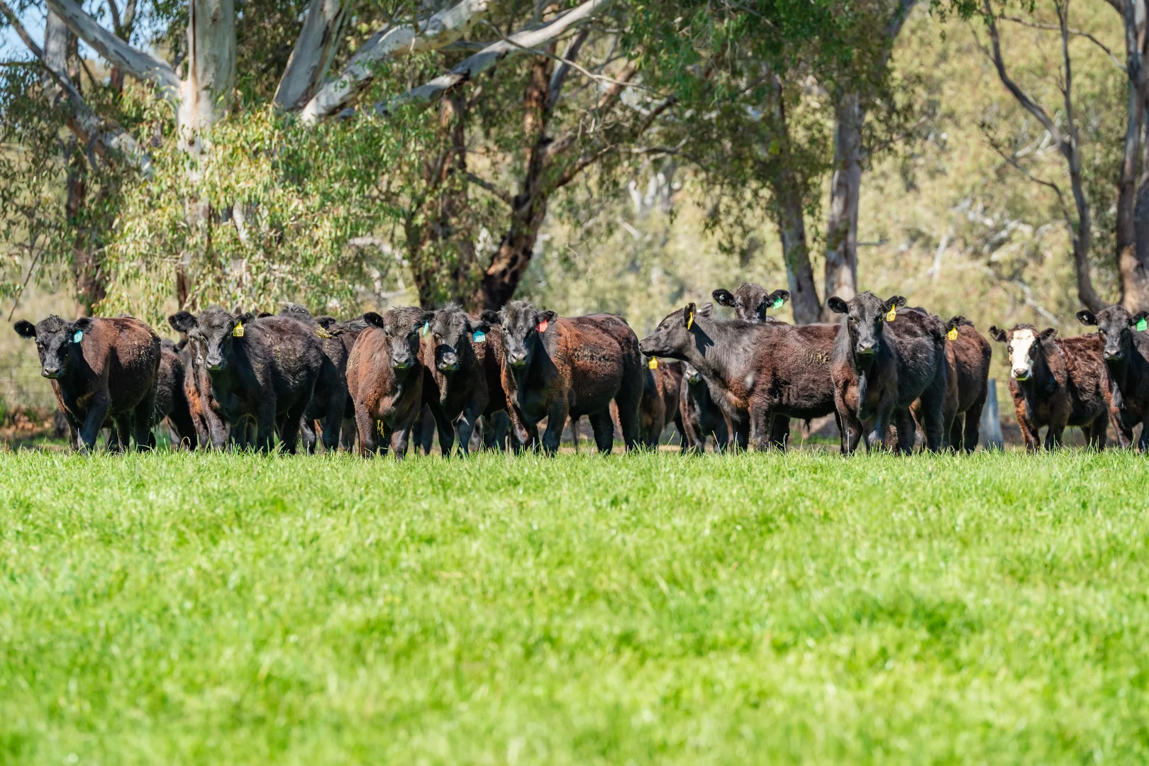 Additional image 5 of 336B Cookinburra Road, Indigo Valley VIC 3688