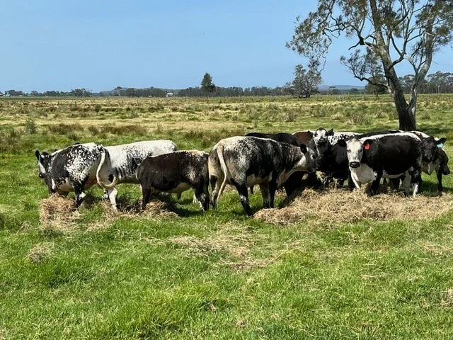 Additional image 8 of 81 Upper Belmore River Rd, Belmore River NSW 2440