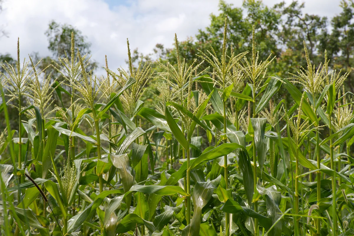 Additional image 17 of 148 Newtons Road, Eden Creek NSW 2474