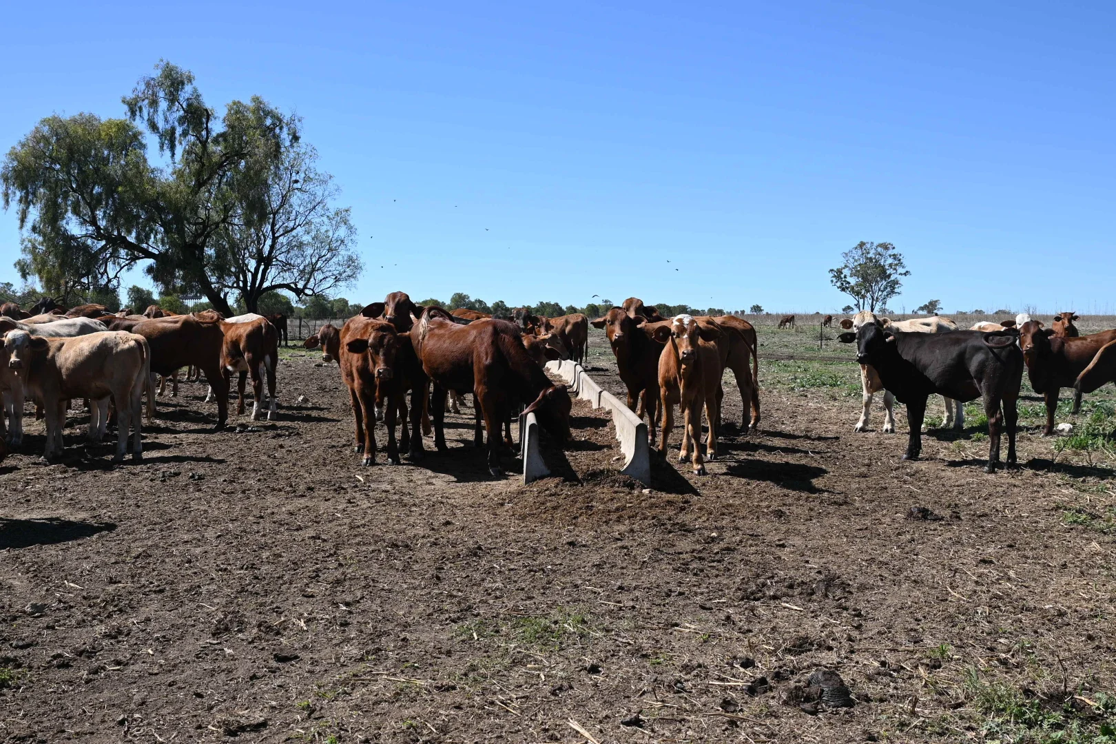Additional image 21 of 102 Lowestoff Road, Capella QLD 4723