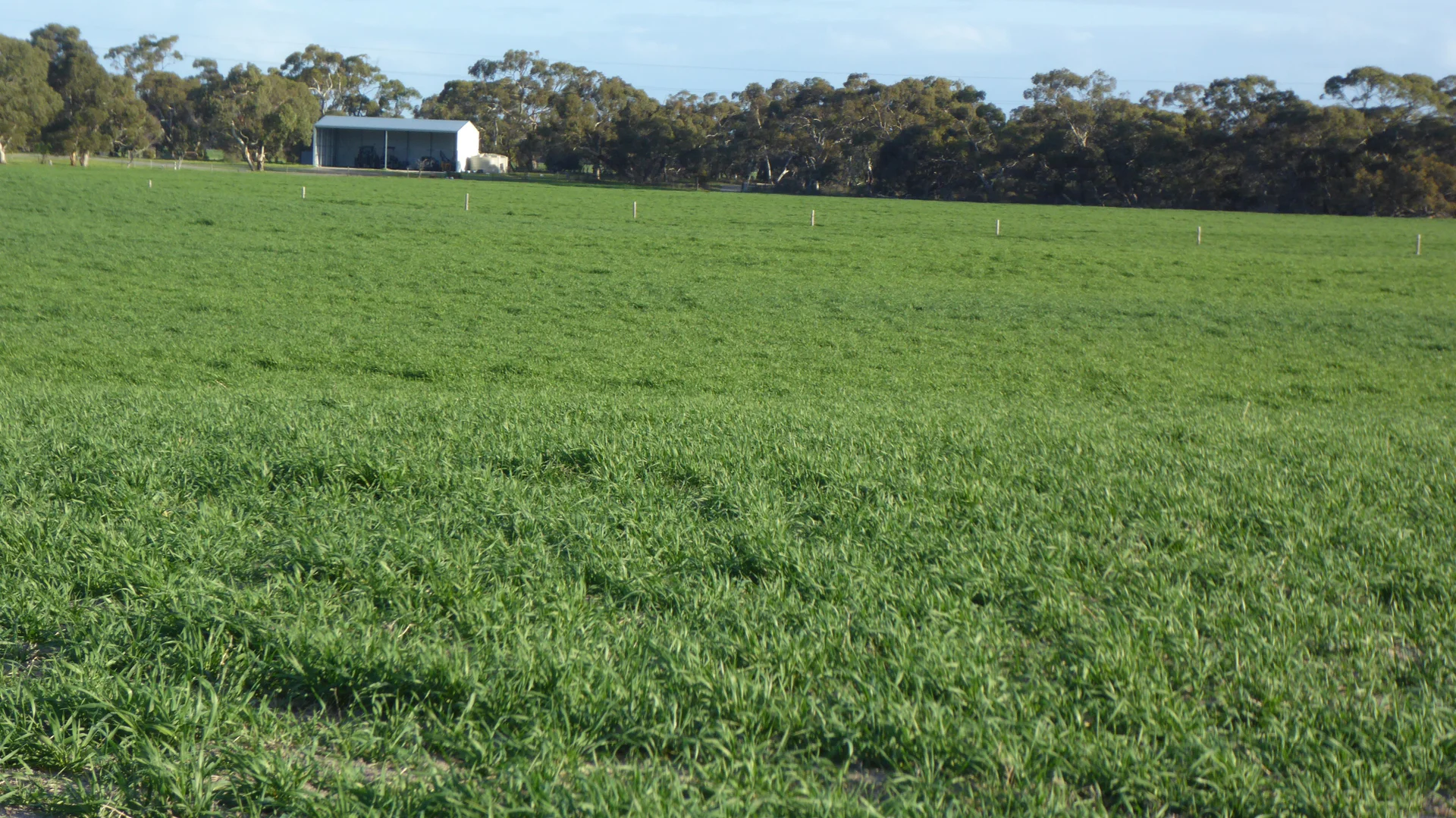 Additional image 12 of "Jacks" Sec 7 Schultz Road, Tintinara SA 5266