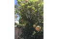 Additional image 40 of 3 Ardmore, Irvine, CA, 92602
