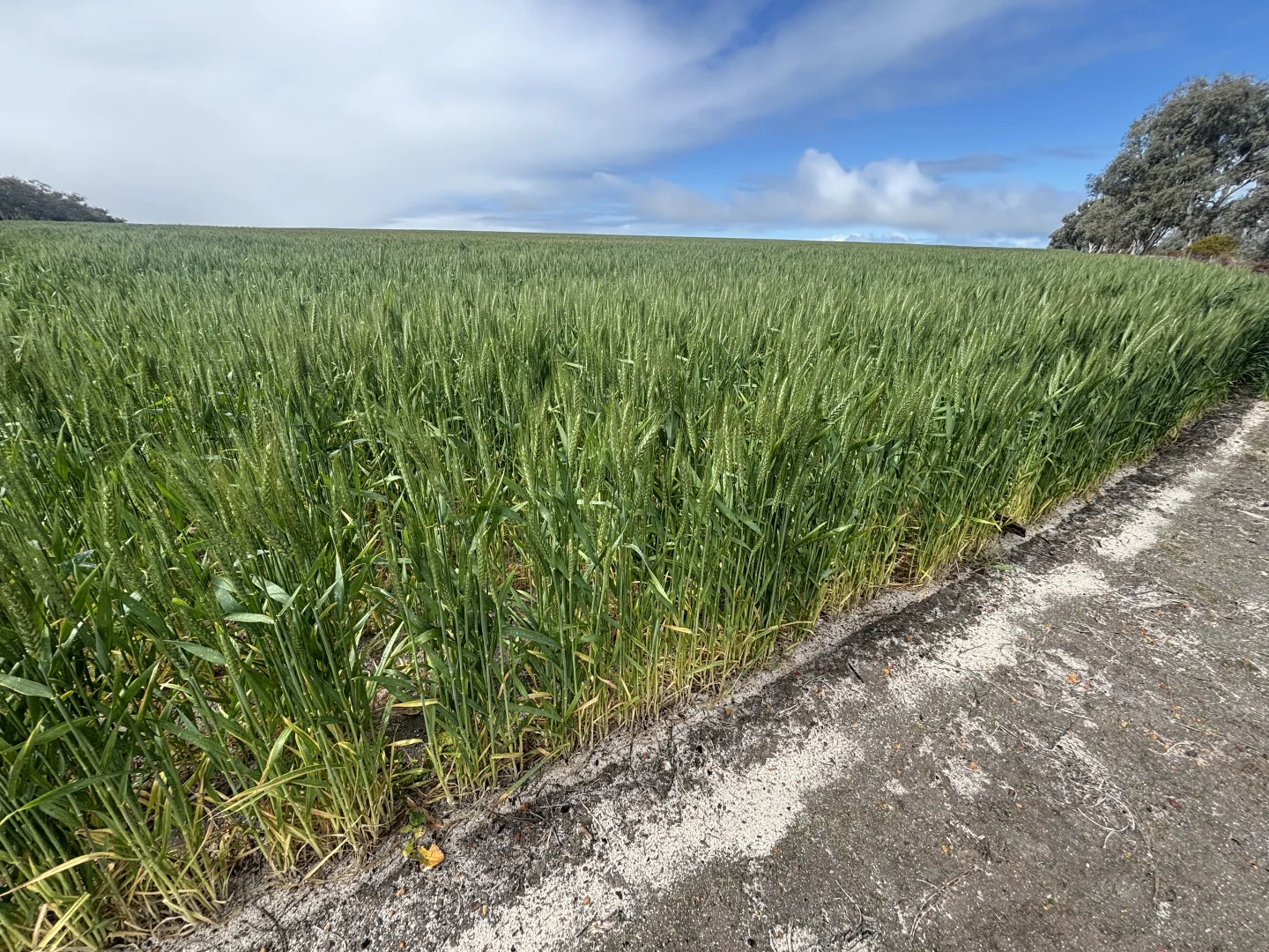 Additional image 23 of 1396 Tabletop Road, Mount Horner WA 6525