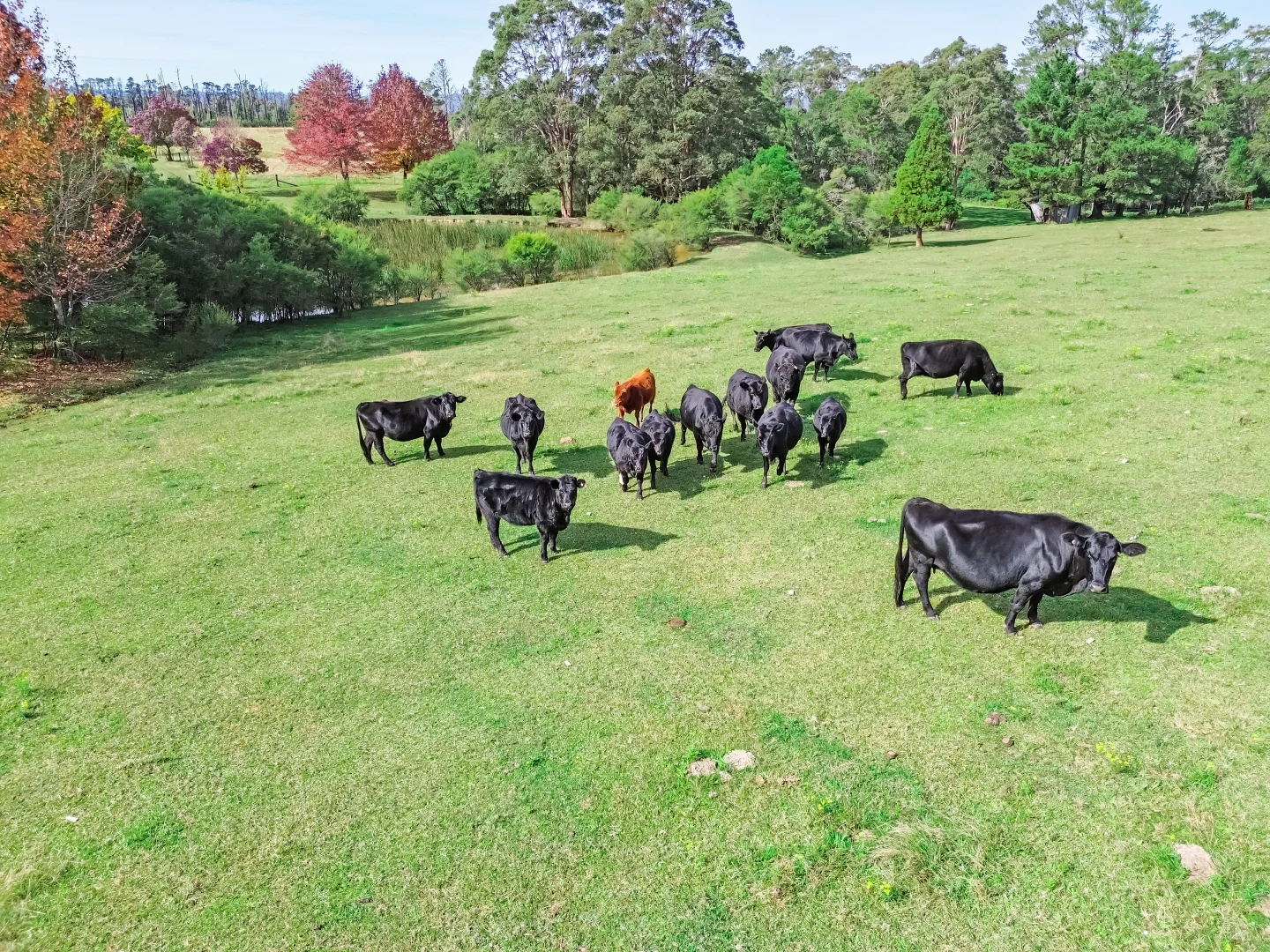 Additional image 13 of 92 Powells Road, Bilpin NSW 2758