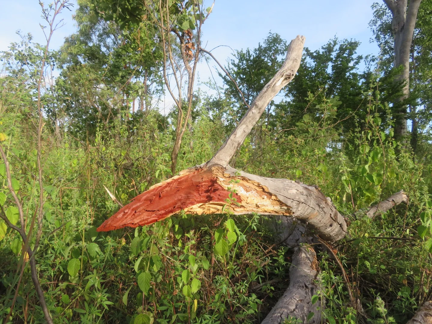 Additional image 64 of 2 Bolwarra Road, Chillagoe QLD 4871