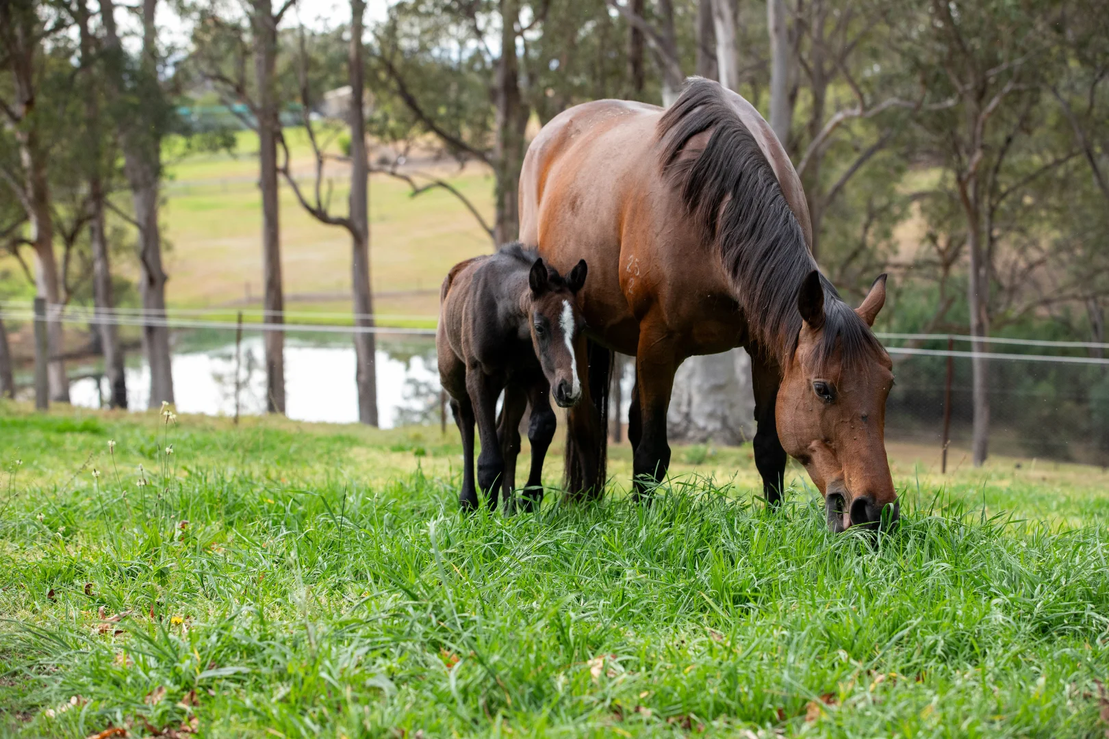 Additional image 24 of 104 Cabbage Tree Road, Grose Vale NSW 2753