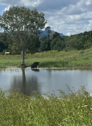 Additional image 6 of 104 Mount Ossa Seaforth Road, Mount Ossa QLD 4741