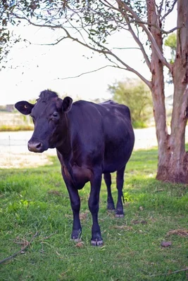 Additional image 15 of 31 Airley Road, Stratford VIC 3862