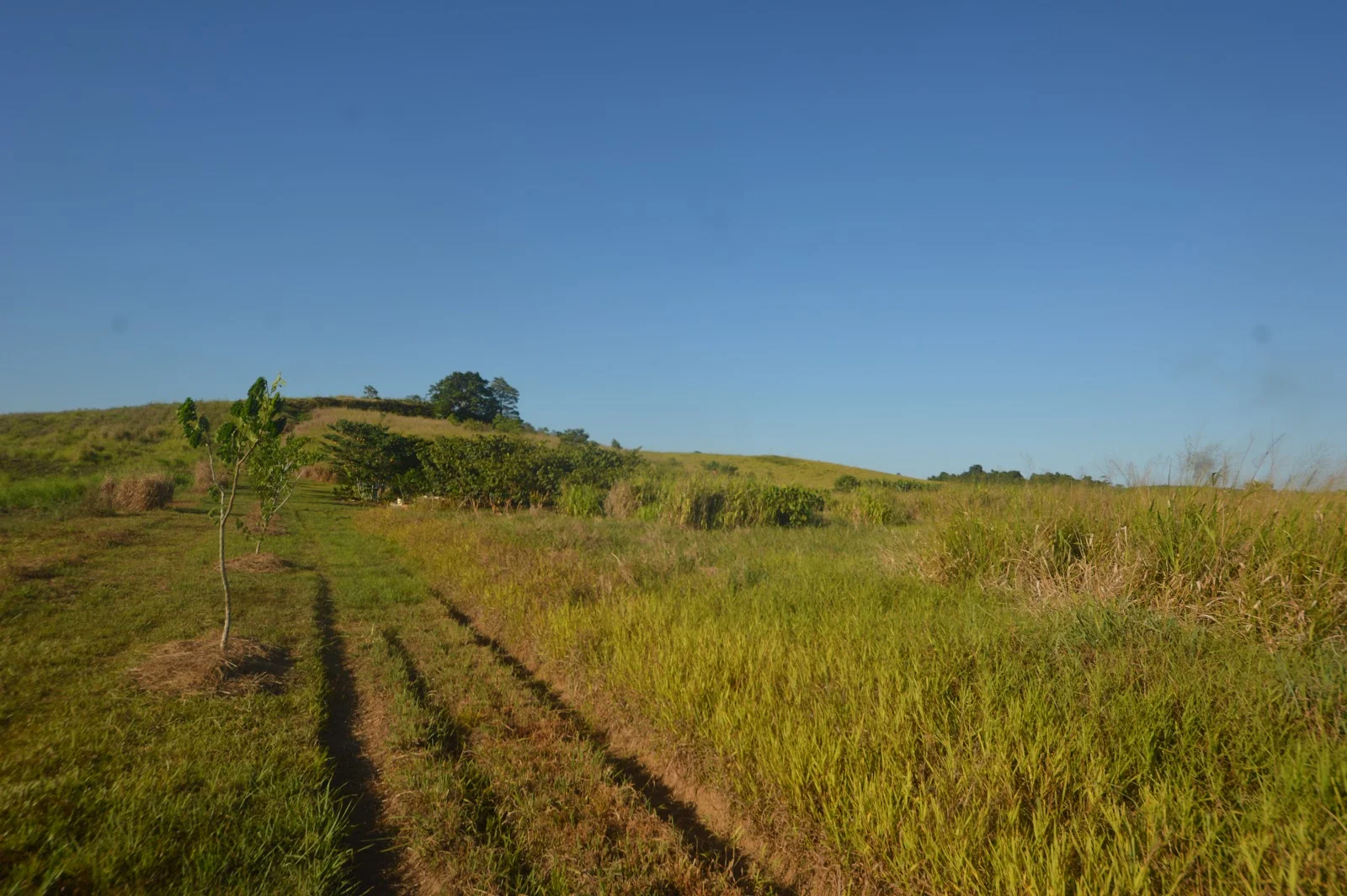 Additional image 12 of 1212 Innisfail Japoon Road, Camp Creek QLD 4871