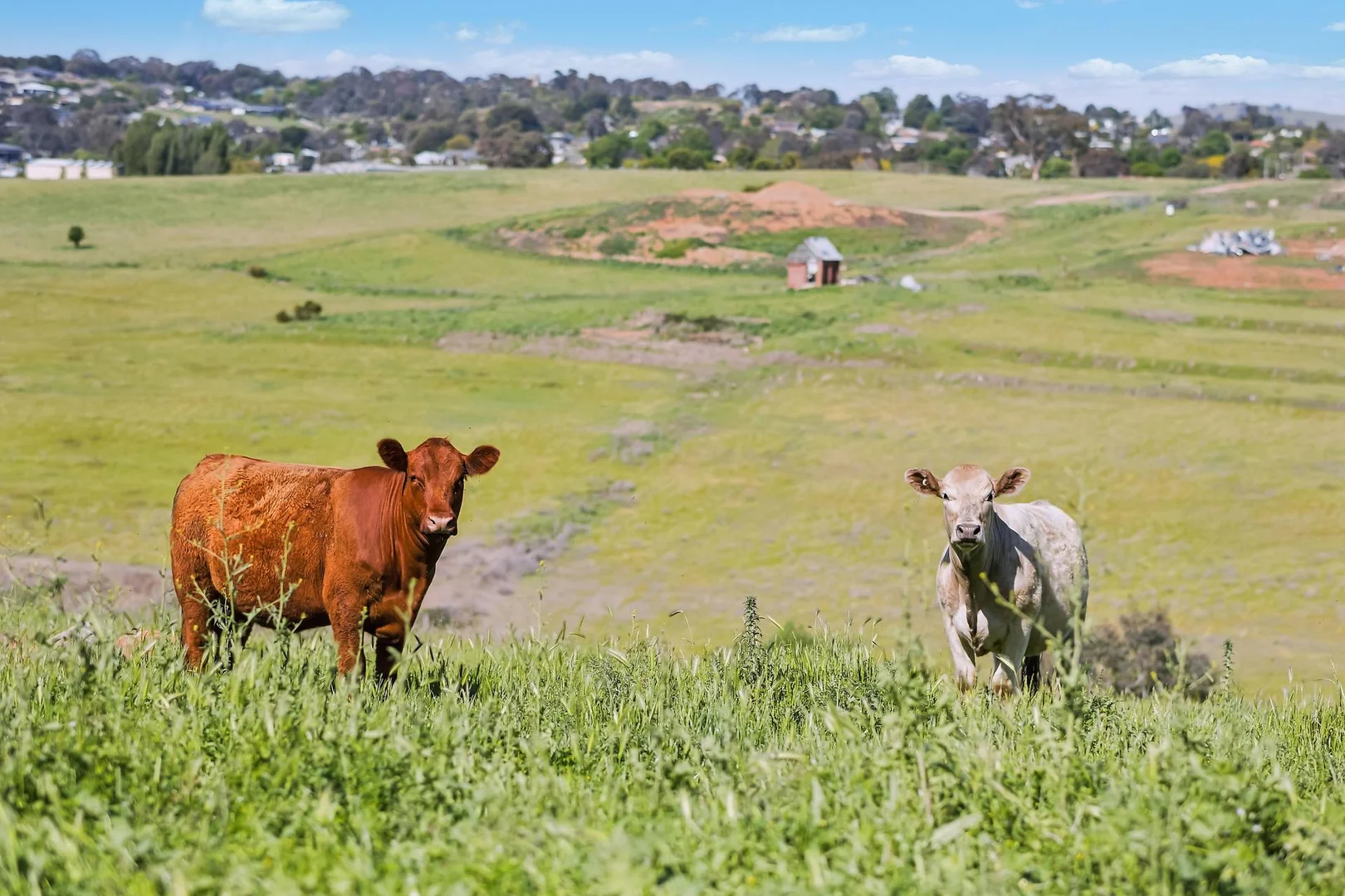 Additional image 23 of 55 Irvine Drive, Yass NSW 2582