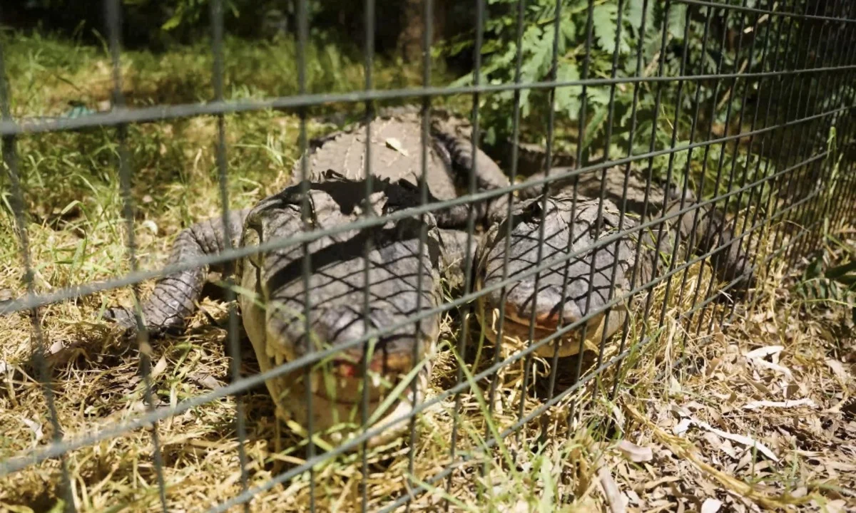 Additional image 19 of 21 Baines Road, Pilton QLD 4361