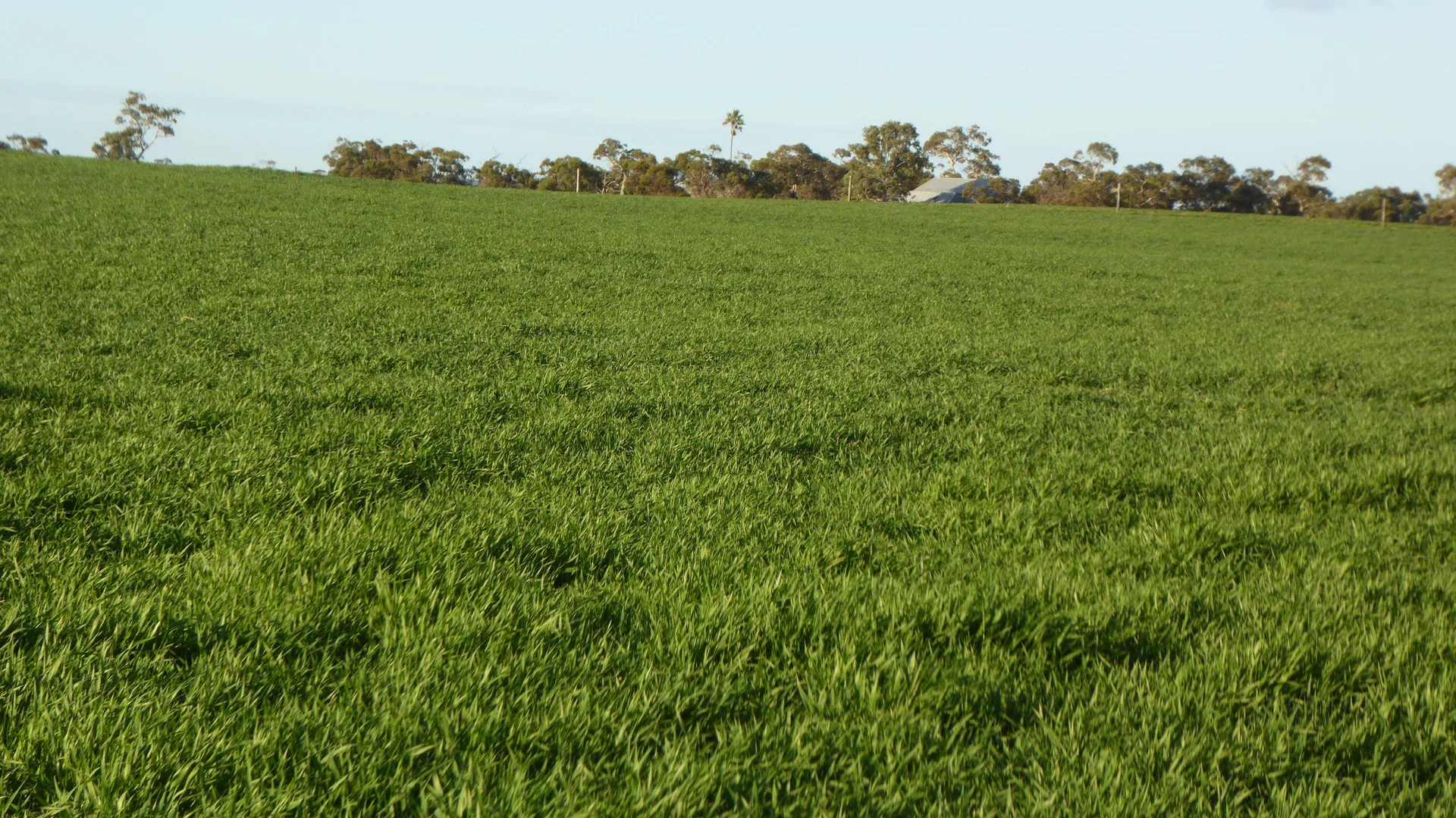 Additional image 21 of "Jacks" Sec 7 Schultz Road, Tintinara SA 5266