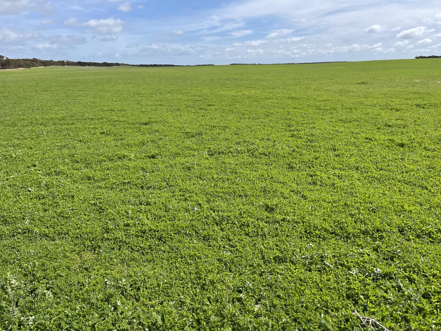 Additional image 3 of Lot/41 Skinner Road, Warramboo SA 5650