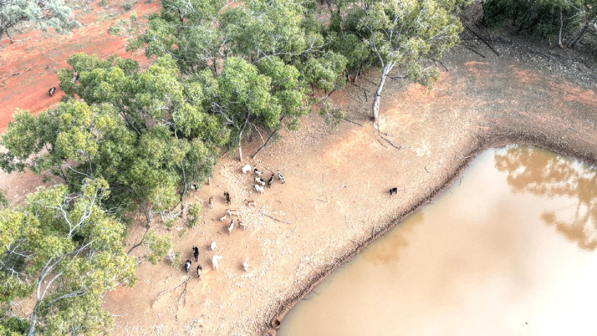 Additional image 14 of "Nardoo" Station 872 Davidson Road, Gunderbooka NSW 2840