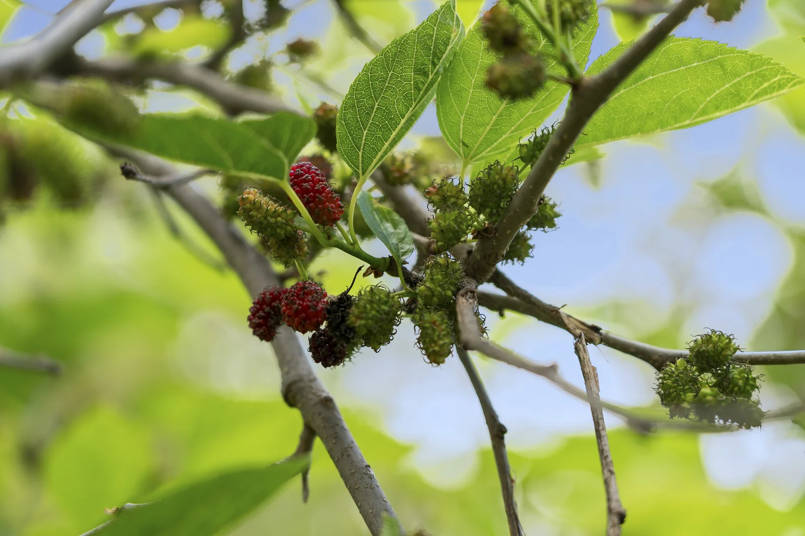 Additional image 28 of 218 Dryandra Street, O'Connor ACT 2602