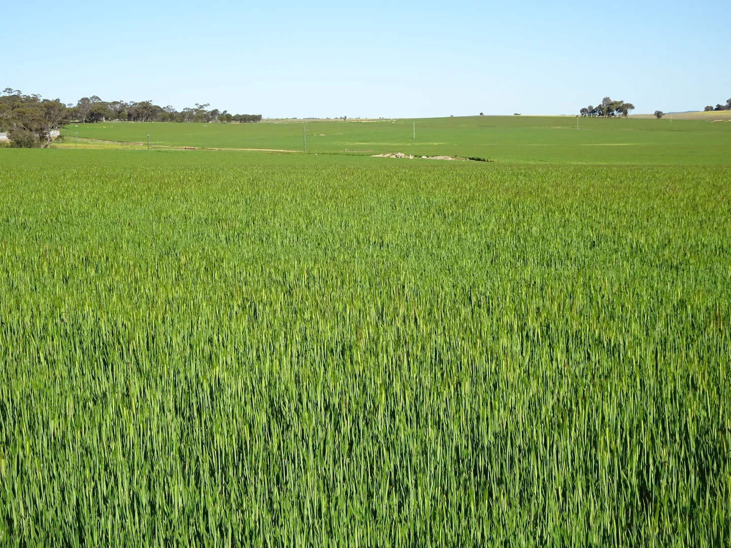 Additional image 19 of 140 Yenellin Road, Pingelly WA 6308