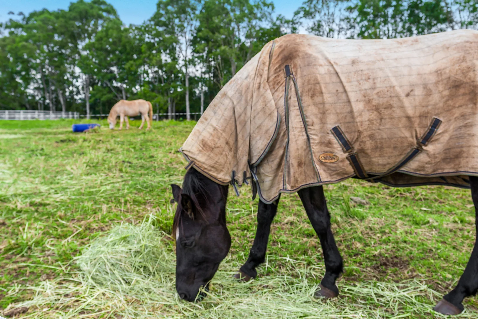 Additional image 31 of 1368 Wyrallah Road, Wyrallah NSW 2480