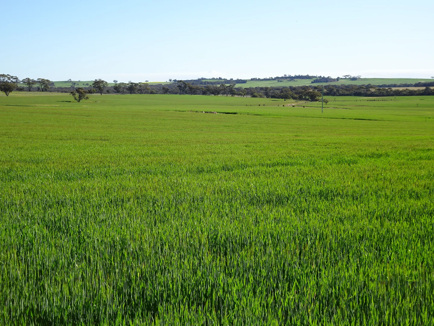 Additional image 5 of 140 Yenellin Road, Pingelly WA 6308