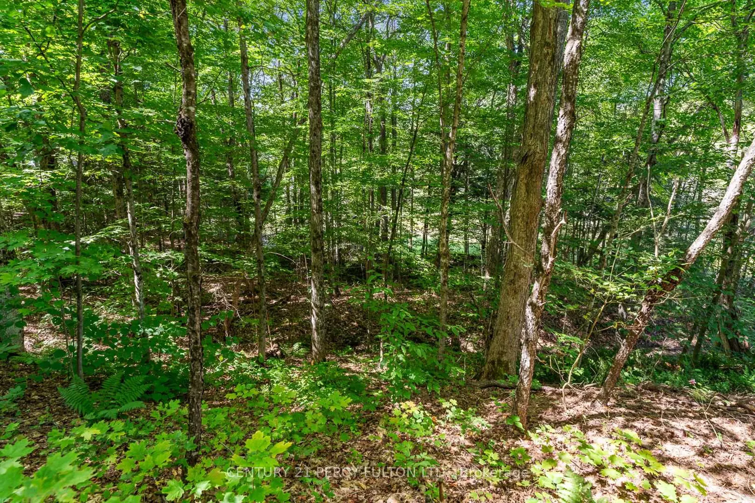 Additional image 18 of 1004 Rosseau Lake 1 Road