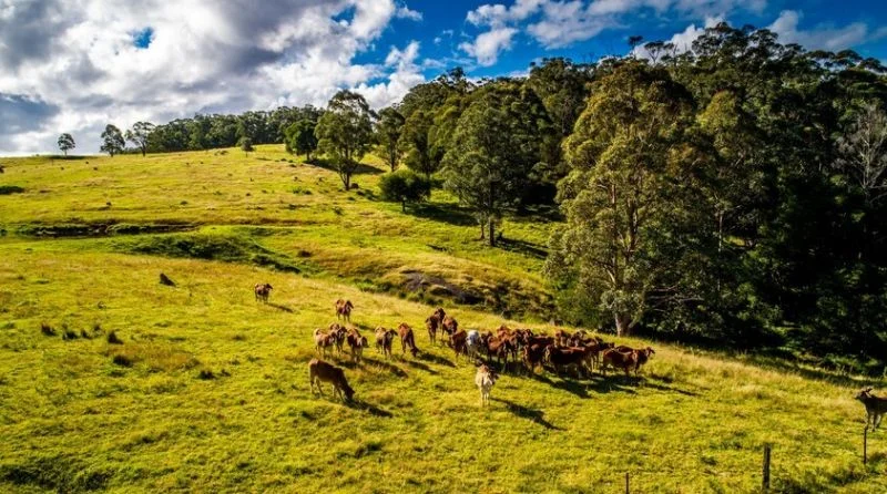 Additional image 21 of 224 Wallaroo Range Road, Willsons Downfall NSW 2372