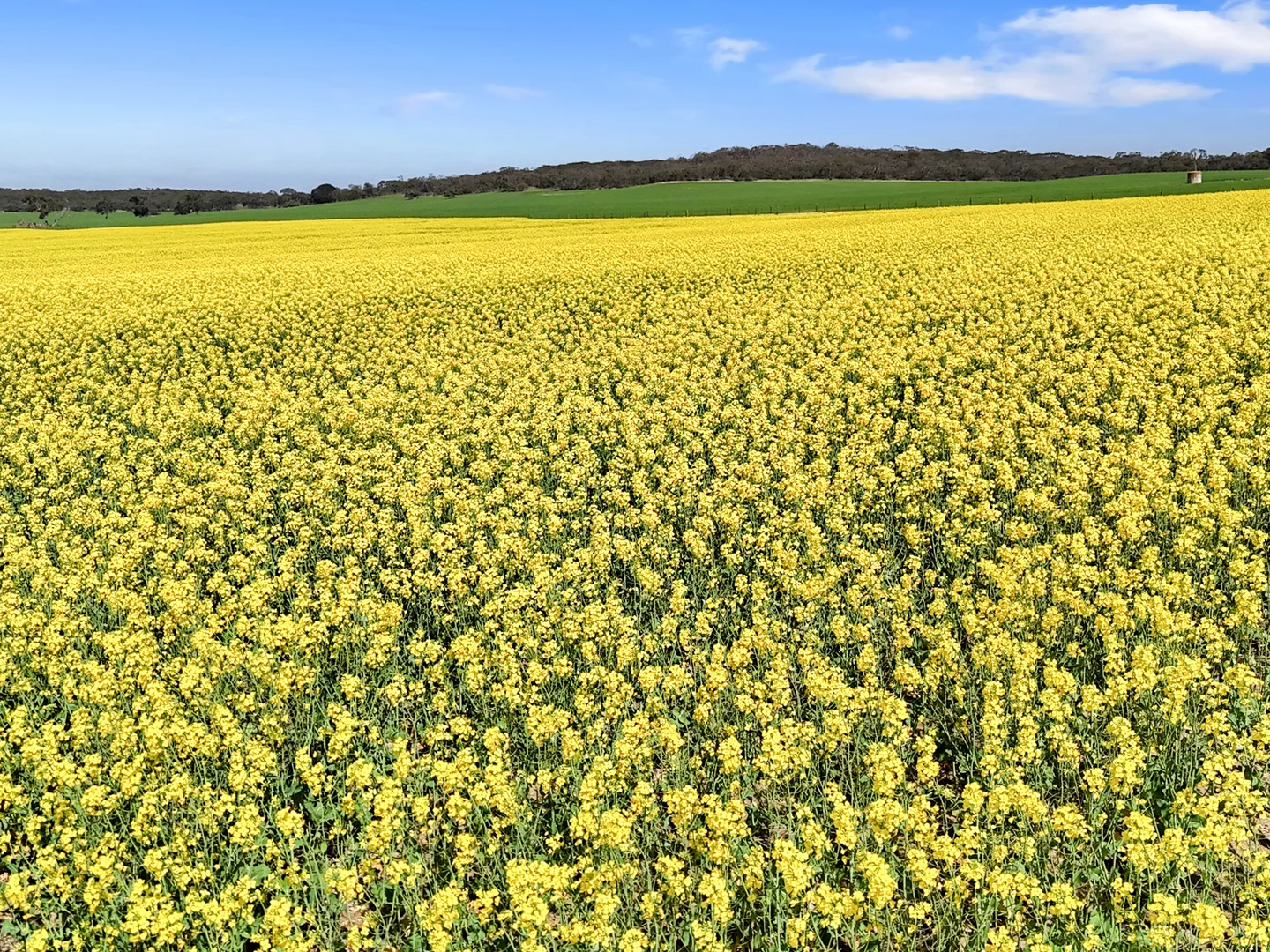 Additional image 9 of 559 Old Stone Tank Road, Mundulla SA 5270