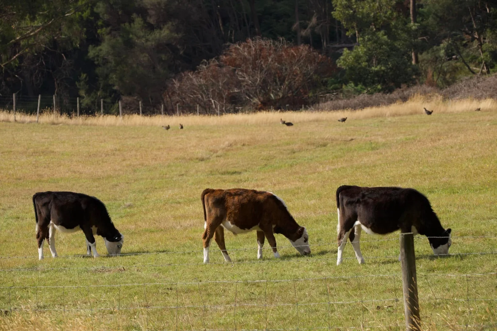 Additional image 26 of 17509 Bass Highway, Boat Harbour TAS 7321