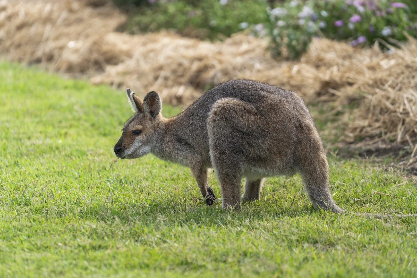 Additional image 18 of 833 Irongate Road, Pittsworth QLD 4356