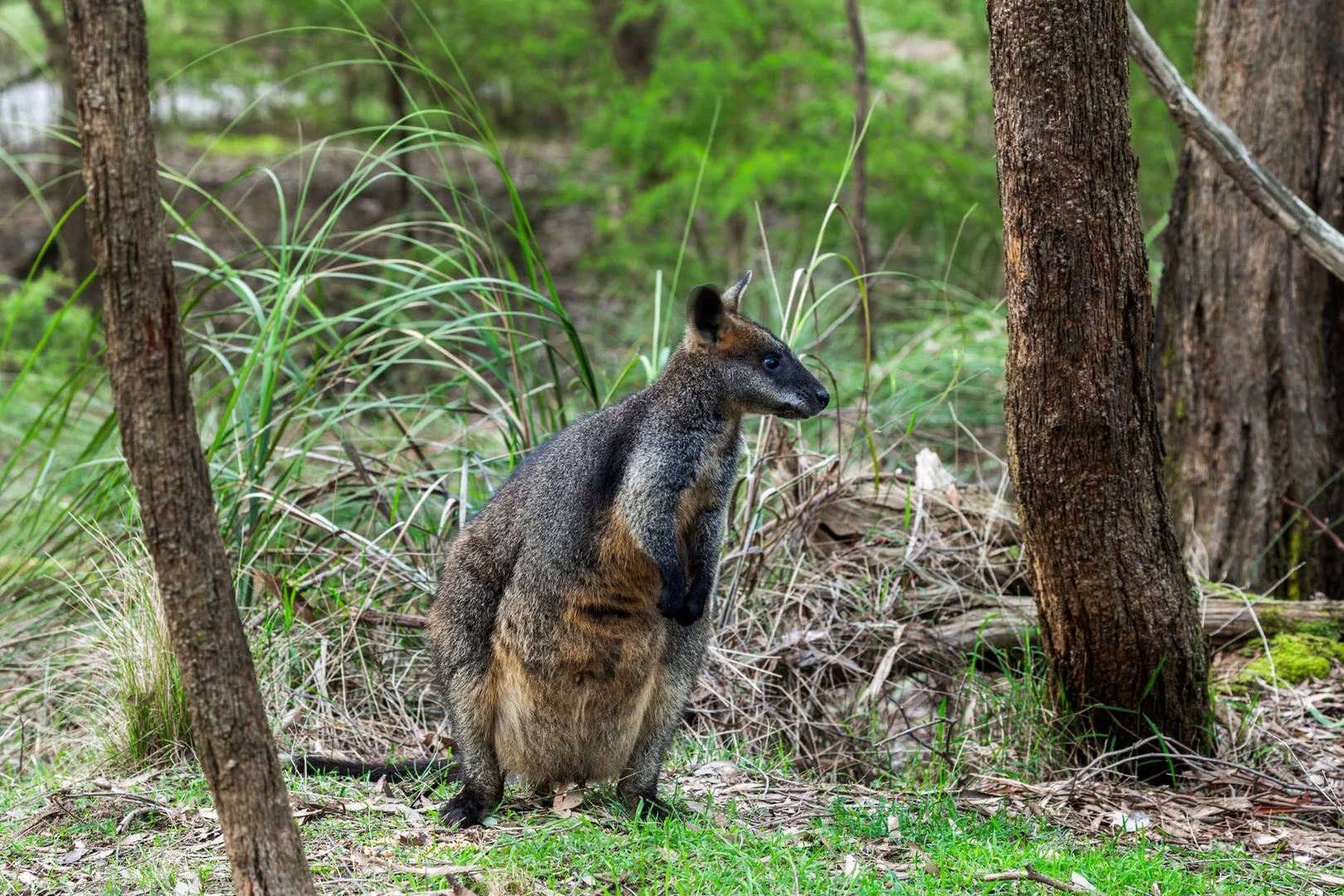 Additional image 5 of 314 Sewells Road, Koonwarra VIC 3954
