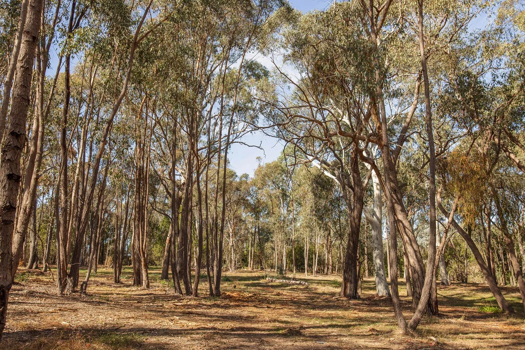 Additional image 27 of 7 Silver Creek Avenue, Yackandandah VIC 3749