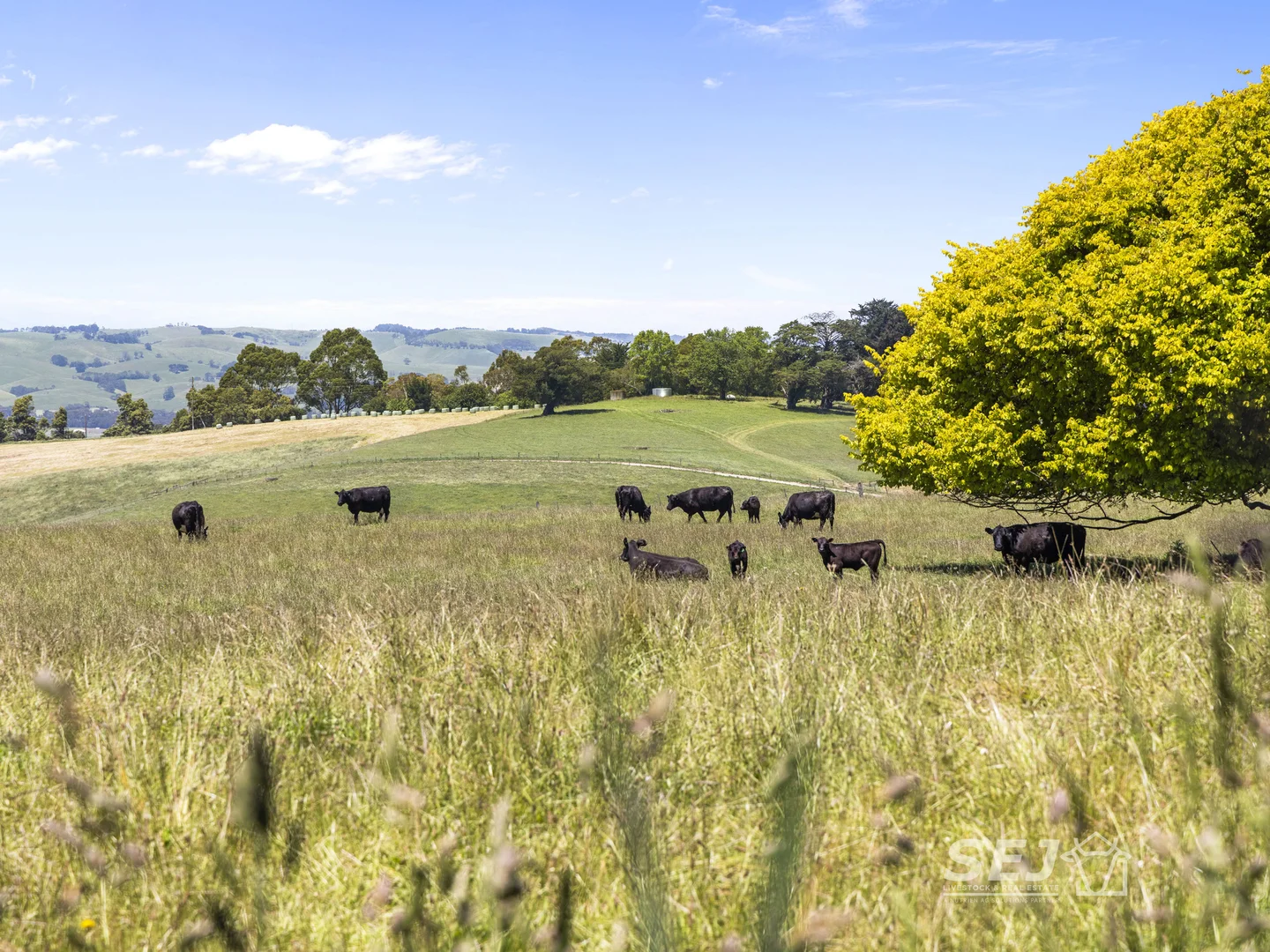 Additional image 25 of 155 Coulters Road, Mardan VIC 3953