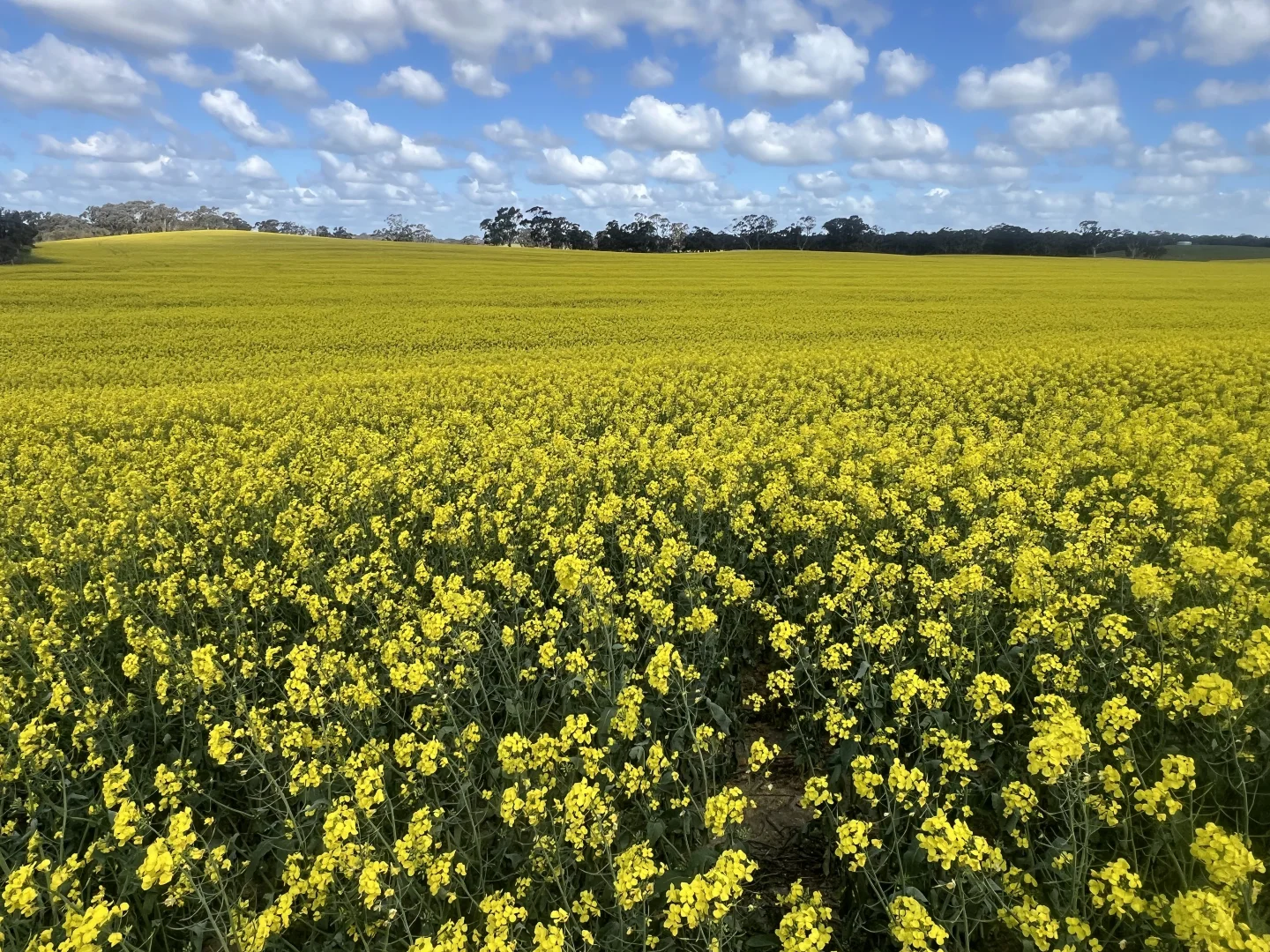 Additional image 8 of 559 Old Stone Tank Road, Mundulla SA 5270