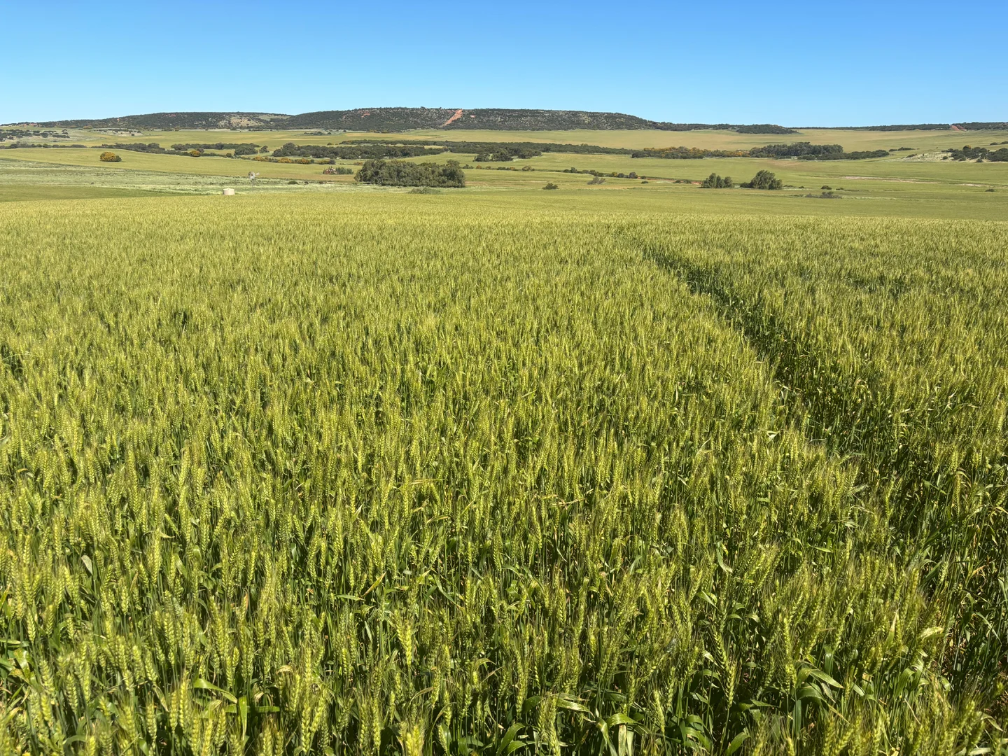 Additional image 6 of Lot 1914 Minnenooka Road, Minnenooka WA 6532