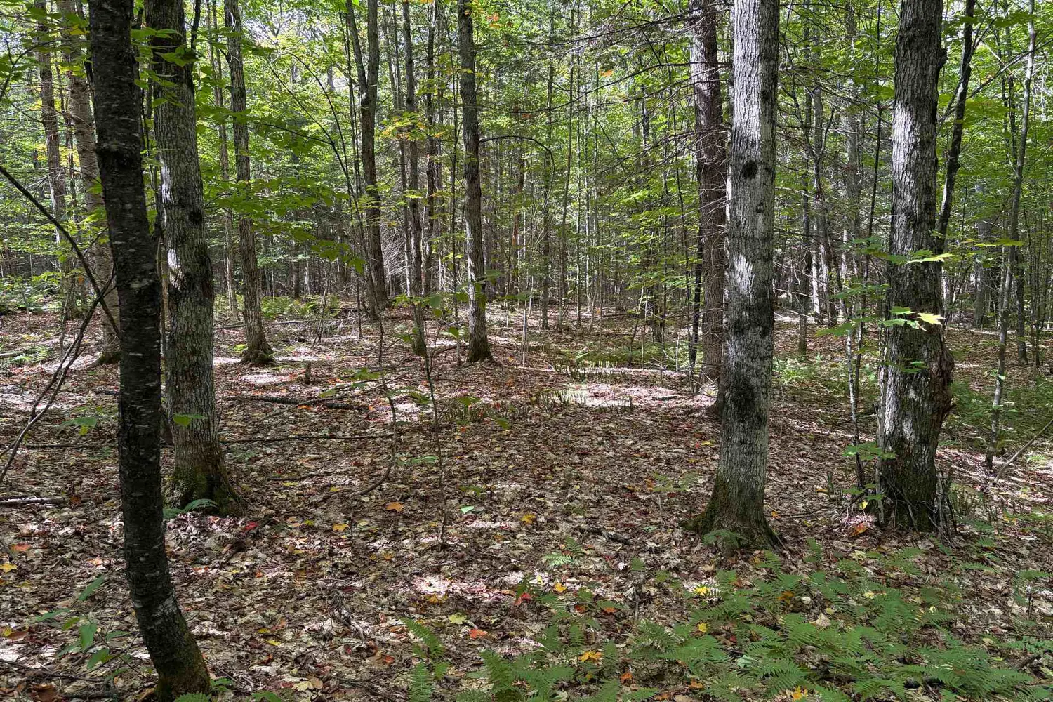 Additional image 6 of 833 Hamilton Lake Road