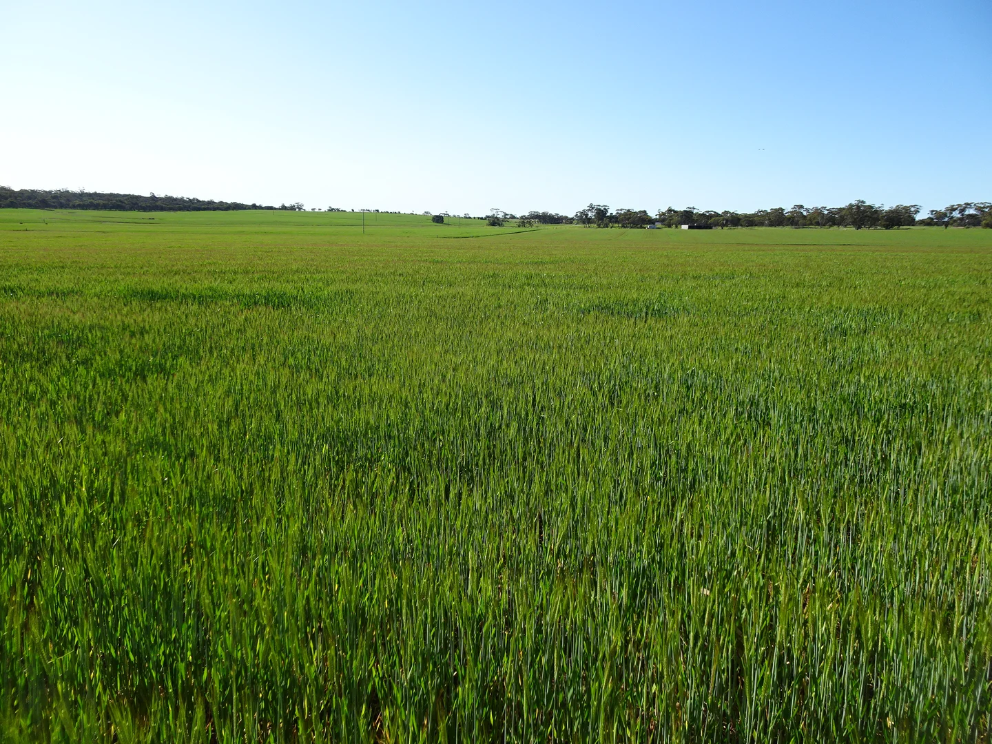 Additional image 9 of 140 Yenellin Road, Pingelly WA 6308